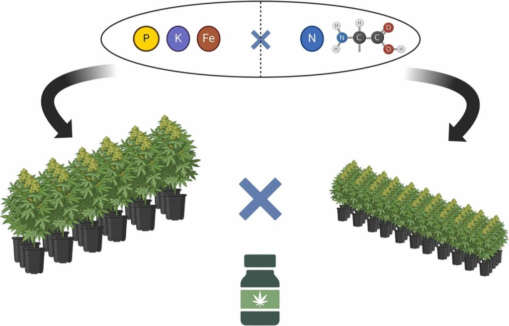 produccion cannabis alimentacion planta suplemento
