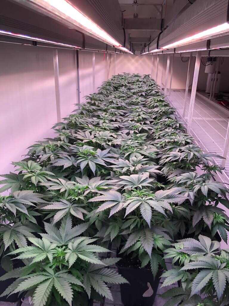 guia cultivo marihuana led