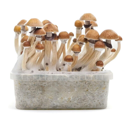 Pan de setas McKennaii