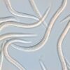 capsanem nematodo parasito orugas