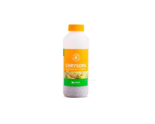 Chrysopa 1.000 depredadores pulgón