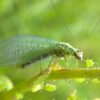 crisopa