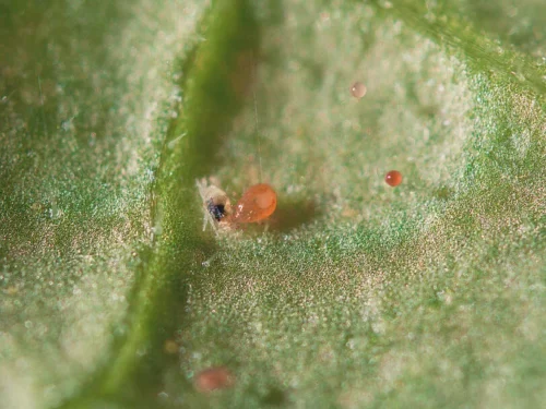 Spical Ulti-Mite Koppert depredador araña roja y microácaro - Imagen 2