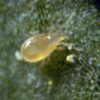 thripex amblyseius cucumeris