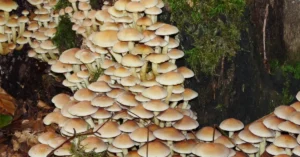 cultivar panes de setas hongos psilocibes