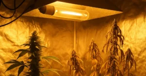 cultivo indoor cannabis calor excesivo