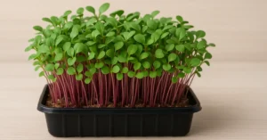 microgreens que son